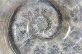 Polished Ammonite Fossil - Amazing Specimen! #77481-2